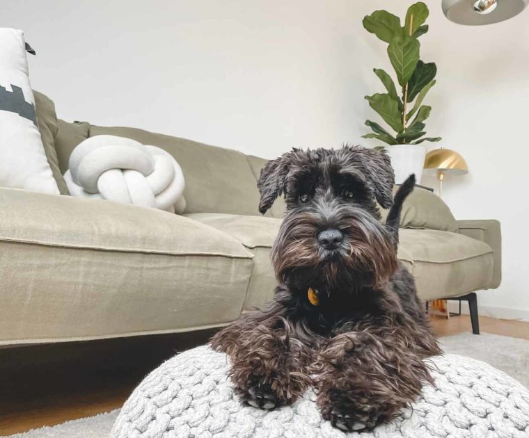 como-quitar-pelos-perro-sofa