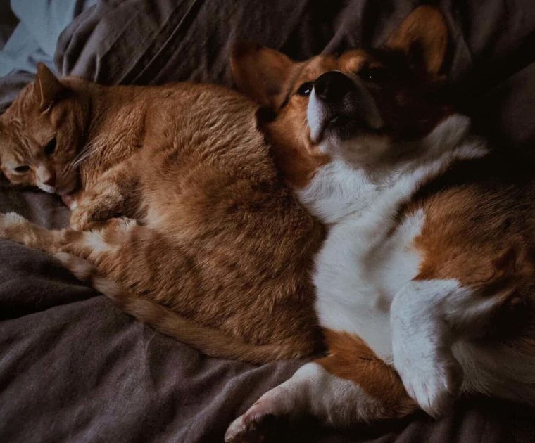 eliminar el olor de tu mascota del sofá