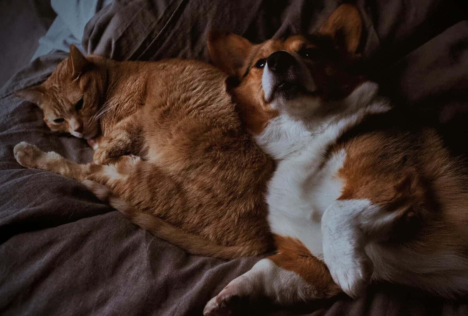 eliminar el olor de tu mascota del sofá
