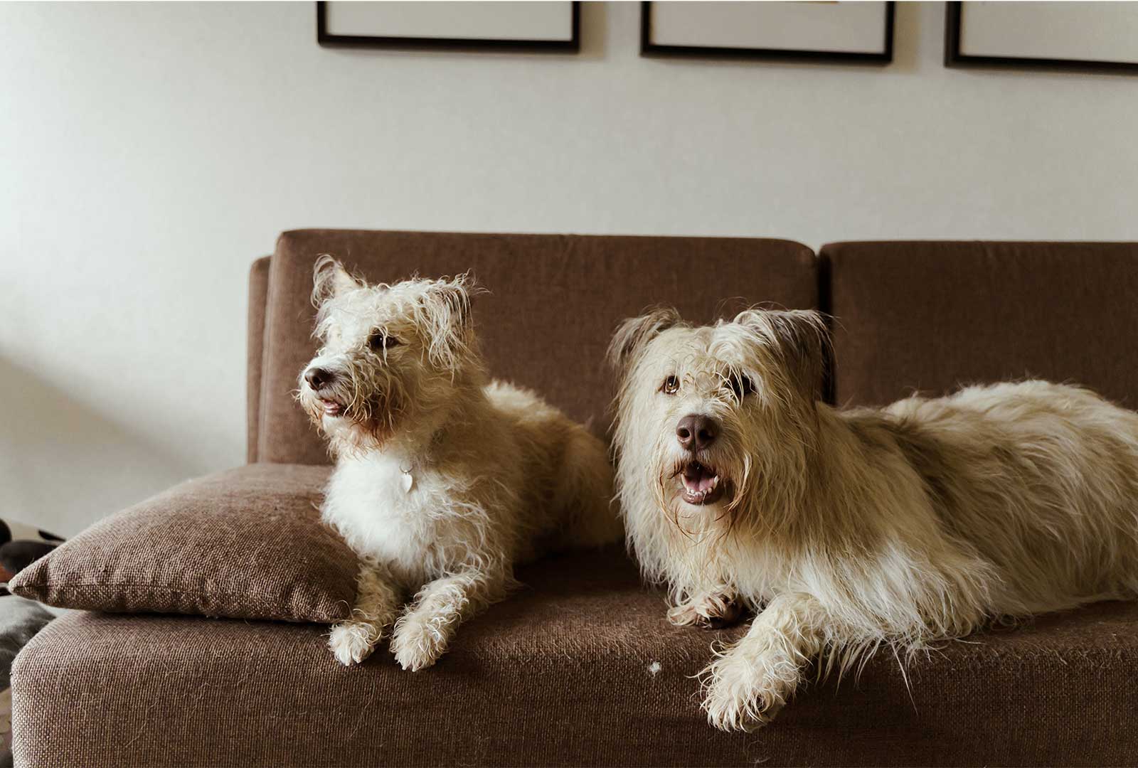 Sofa de piel o sofa tapizado para un hogar con ninos y mascotas - Sofá de piel o sofá tapizado para un hogar con niños y mascotas